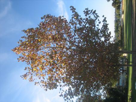 Herbstlicher Baum im Queen's Garden.