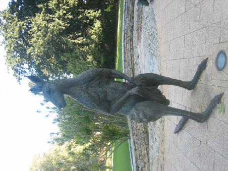Kangaruhs in der City.