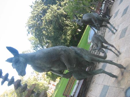 Kangaruh Family in der City.