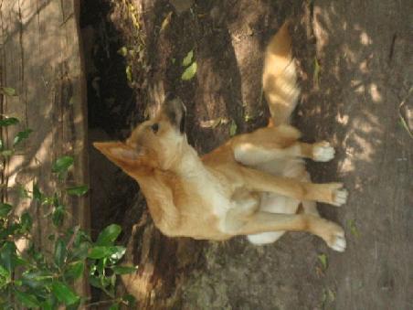 Ein Dingo...der wird kein Fotomodell...es war echt schwer den vor die Kamera zu kriegen.