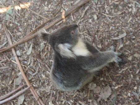 Ein nicht schlafenden und sogar "walking" Koala.