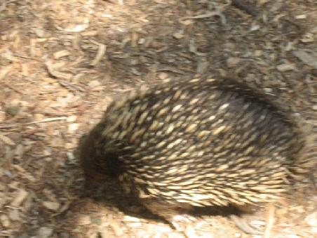 Den Igel haette ich beinahe vergessen.
