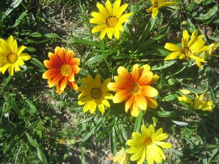 Blumen in Nahaufnahme.