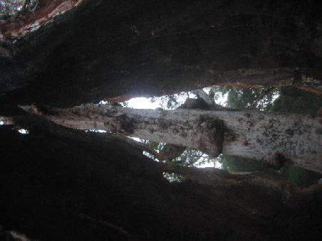 Tall Tingle Tree.