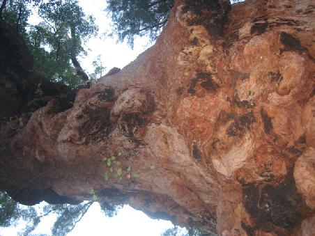 Tall Tingle Tree.