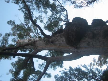 Tall Tingle Tree.