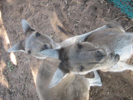 Kangaruhs im Greenough Wildlife Park.