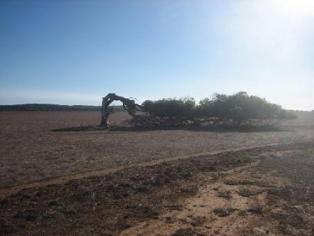 Leaning Tree.