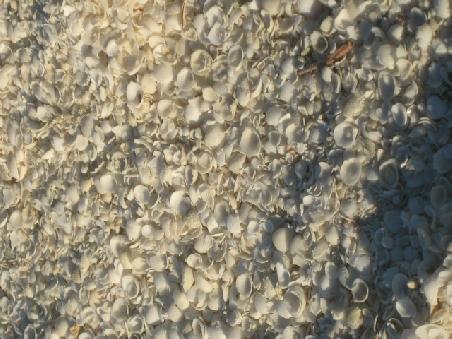 Shell Beach. Hier besteht der gesamte Strand nur aus Muscheln.