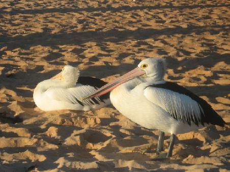 Pelikane am Strand.