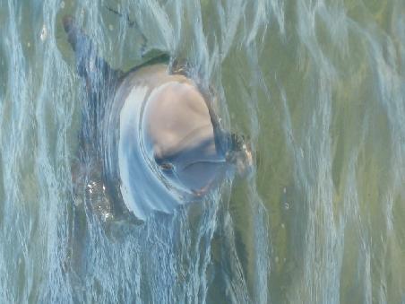 Delfin.