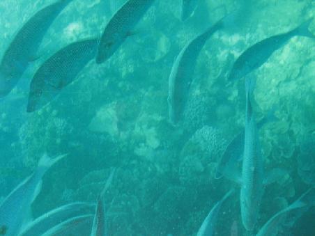 Noch mehr Snapper-Fische. Die wissen genau das sie hier immer gefuettert werden.