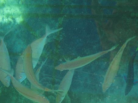 Noch mehr Fische.