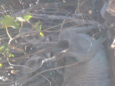 Kangaruh im Schatten.