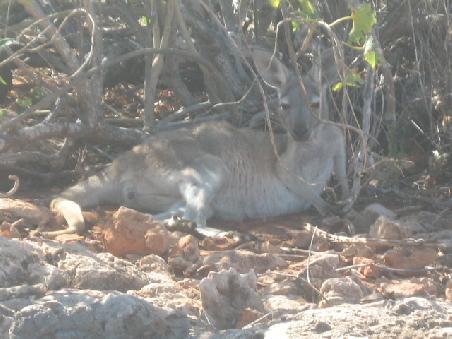 Kangaruh im Schatten in Ganzkoerperaufnahme.