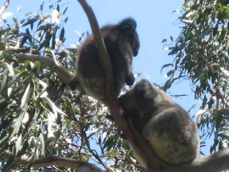 Meine ersten Wildlife Koalas.
