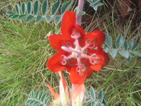 Blume.