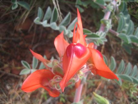 Noch eine Blume.