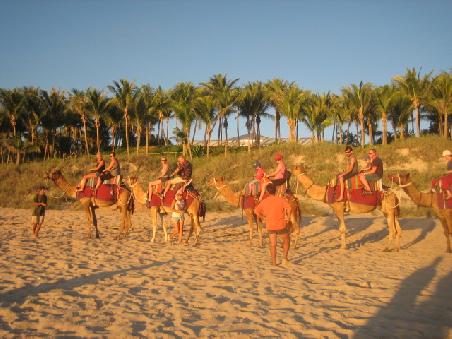 Kamele am Cable Beach.