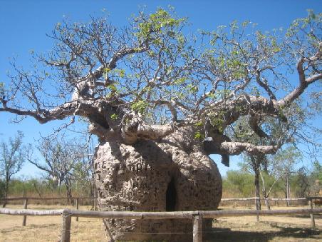 Prison Boab Tree.