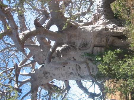 Boab Tree.