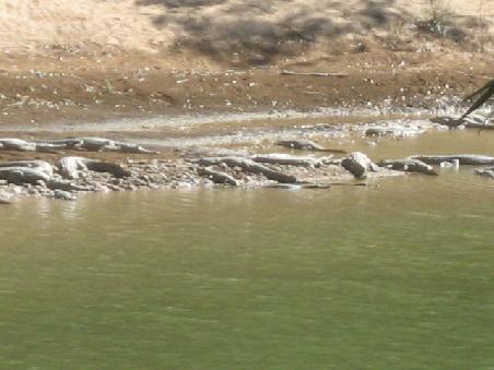 Winjana Gorge und ganz viele "Freshis".