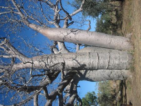 Boab Tree. Unter diesem hatten wir unser "Swaglager" aufgeschlagen.