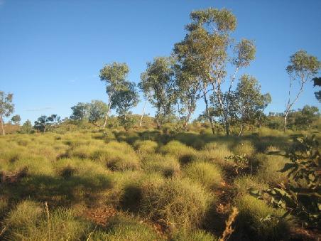 Bungle Bungles.