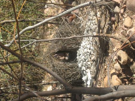 Ein "Boulder-Nest". Dieses bauen die Maennchen um die Weibchen damit zu beeindrucken. Kommt ein Weibchen vorbei und ihr gefaellt der "Anmach-Bau" wird vom Maennchen ein weiterer Bau gebaut fuer die Eier. Gefaellt dem Weibchen der "Anmach-Bau" nicht baut das Maennchen ein neues "Anmach-Nest". Auch keine schlechte Variante.