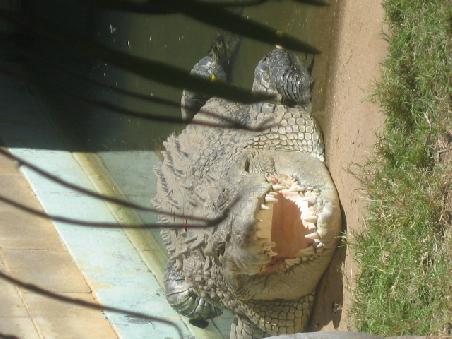 Nettes Salti (=Saltwatercrocodile) die etwas gefaehrlicher und groesser sind als die Freshis.