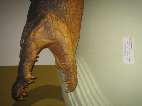 Sweetheart, ein Salti, hier im Museum.