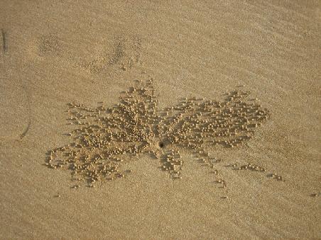 Am Beach.
