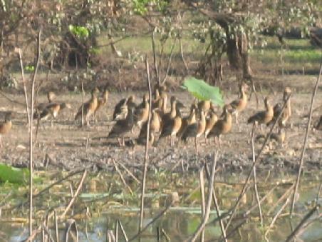 Enten am Mary River.