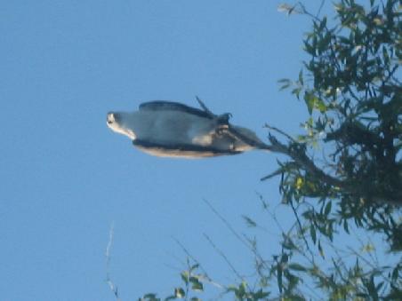Ich wuerde sagen ein Seeadler.