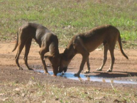 Hunde trinken aus einer Pfuetze. Jede Aboriginal Familie hat so um Durchschnitt mindestens 6 Hunde.