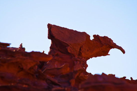 Das ist Gonzo. Ich finde hier viele neue Freunde.