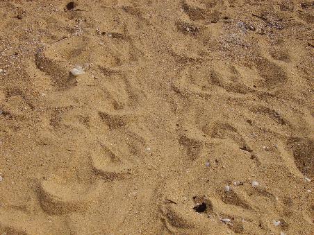 die schleifspur in der mitte ist der weg, den die schildkroete gegangen ist