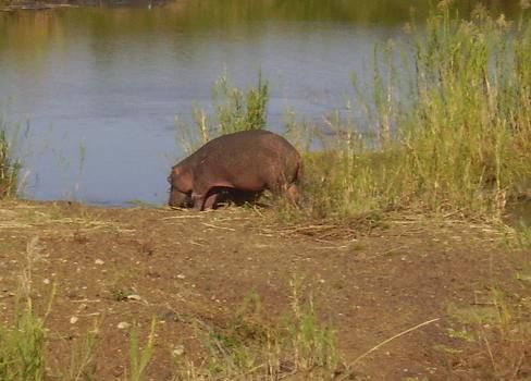 Hippo!