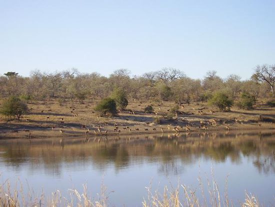 Wasserloch und impala.