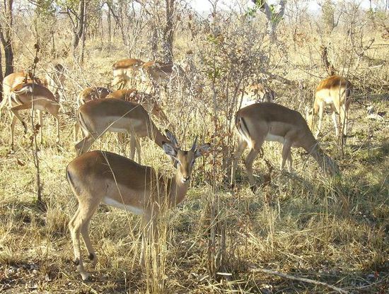 und impala aus der naehe! ich find die sehr sehr huebsch! die maennlichen auch - aber die wollten nie aufs foto.