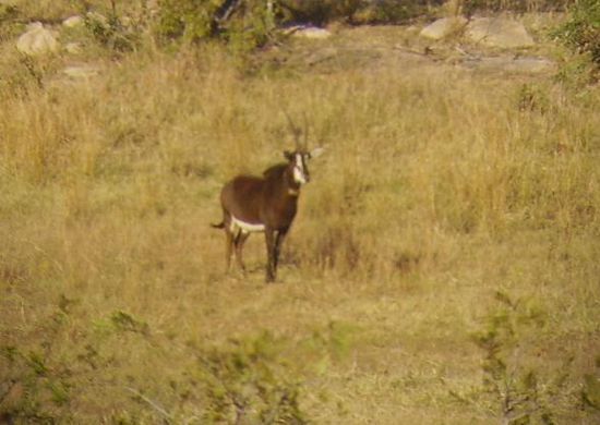 sabel. die seltene antilope. leider etwas unscharf, weil ich die durchs fernglas fotografiert habe. (ja, ich bin voller glorreicher ideen!) sie hat einen sender um, damit die leute vom park die gruppe orten koennen.