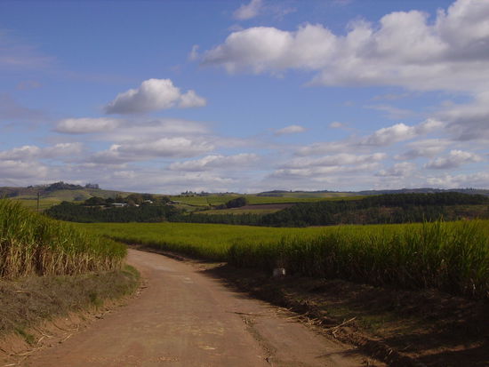 zuckerrohr und schoener himmel