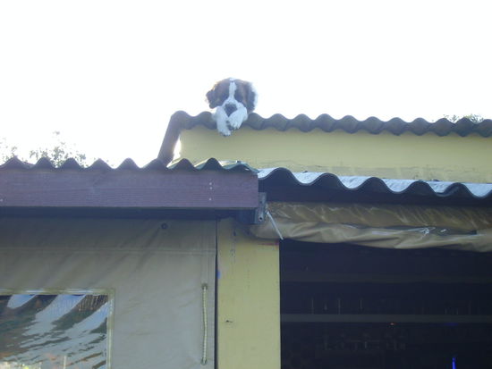 port st. jones. der hund ist einfach aufs dach gekrochen. fragt mich nicht wie!