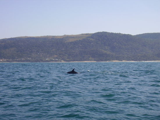 das ist ein delphin. leider wollten die nie mit dem gesicht aufs bild.. 