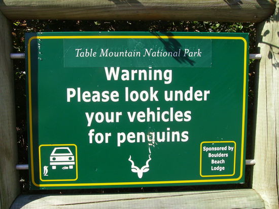 endlich bei den pingus