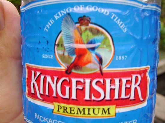 Kingfischervogel als bild