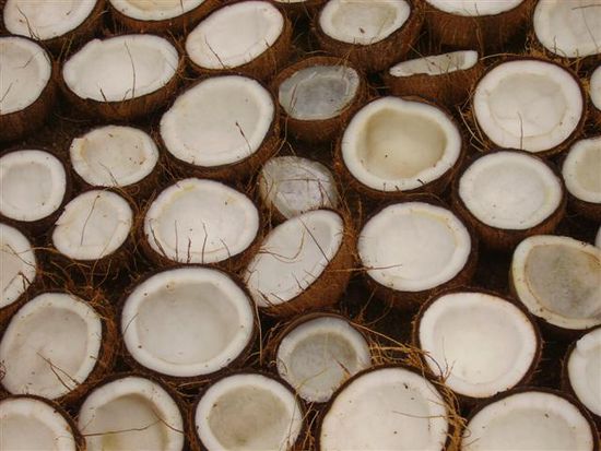 kokosnussoel produktion