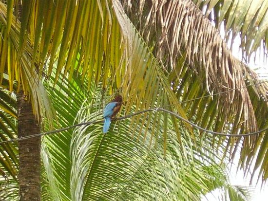 kingfischervogel im original