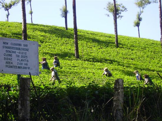 Teeplantagen