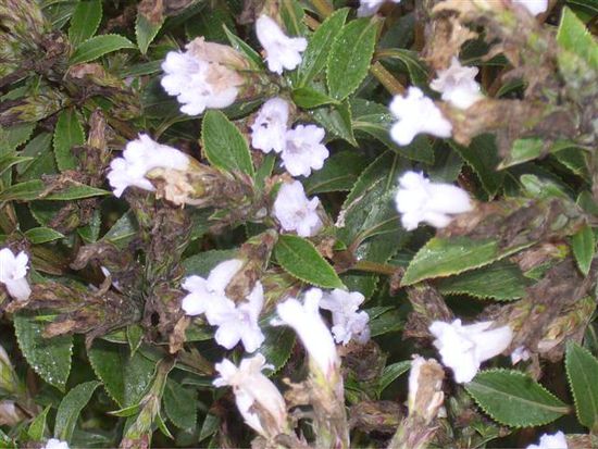 die tollen 12 jahres blumen